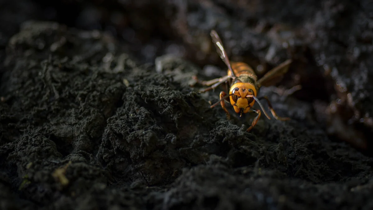 Featured image for Tragic Deaths of American Tourists in Laos Due to Hornet Attacks