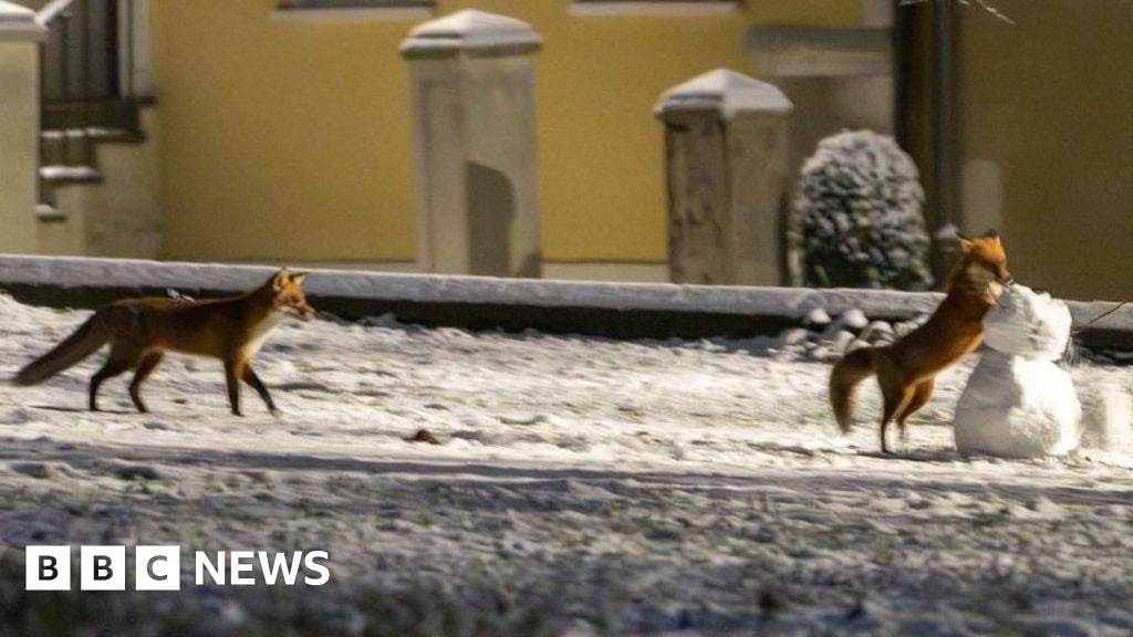 Featured image for Foxes Playfully Interact with Snowman at Lincoln Cathedral