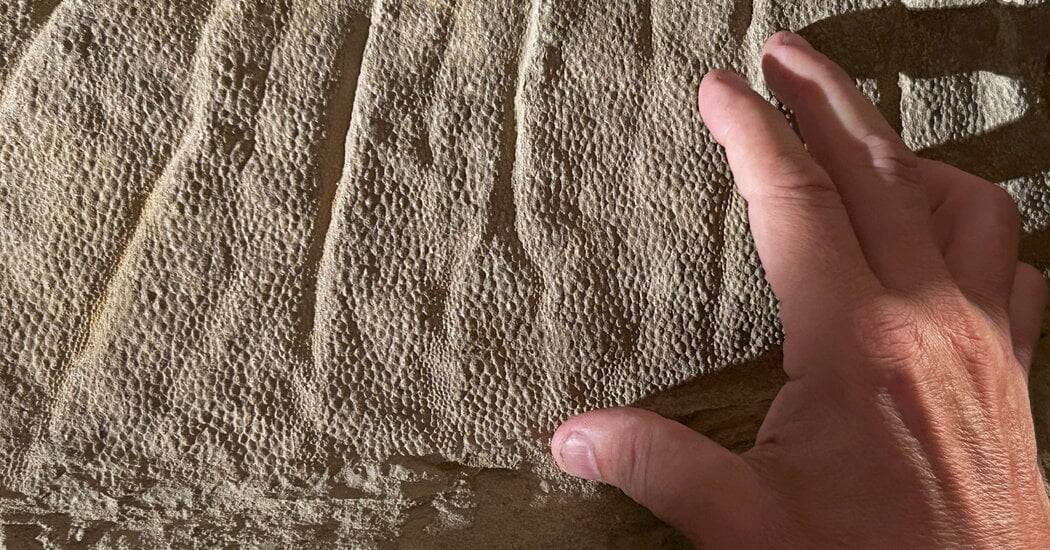 Featured image for Rare Dinosaur Mummies Unveil New Insights into Prehistoric Life