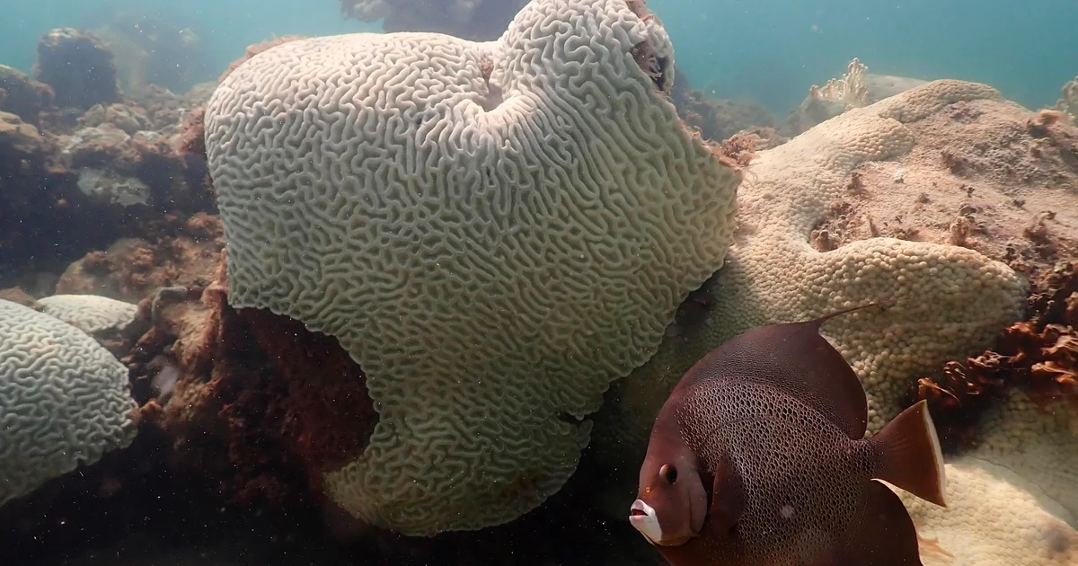 Featured image for Coral Reefs and Earth’s Climate Tipping Point: A Critical Milestone