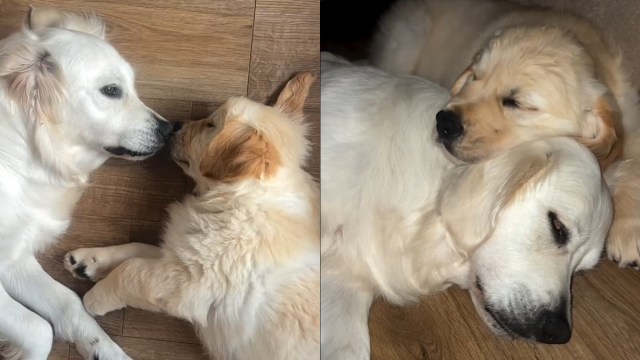 Featured image for Golden Retriever's Heartwarming Friendship Wish Comes True