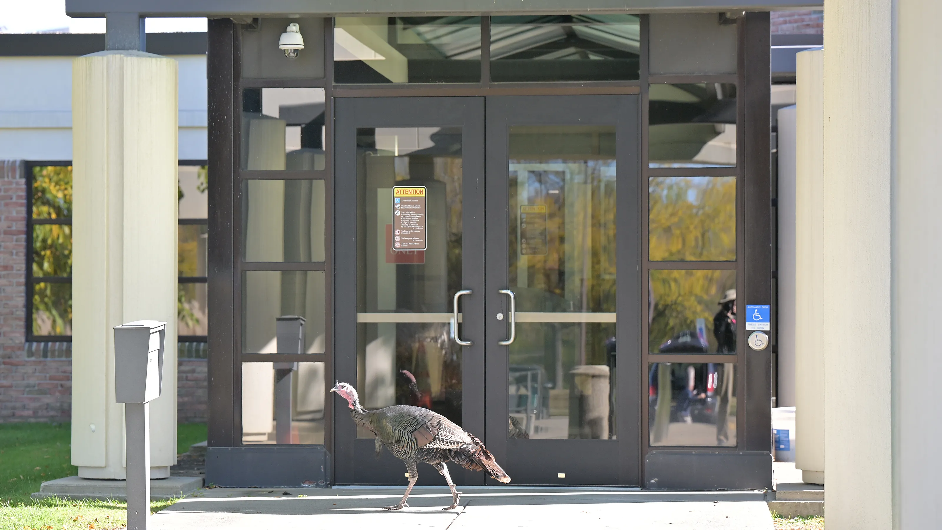 Featured image for Turkeys Arrive, but Not Always Friendly Neighbors