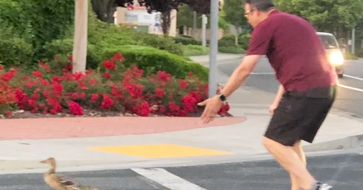 Good Samaritan killed while helping ducks cross road in California