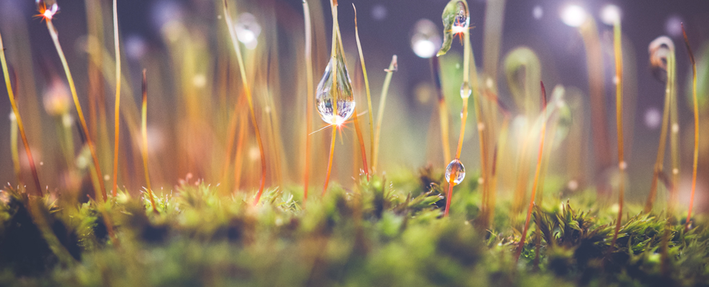 Featured image for The Vital Importance of Moss for Our Planet: A Giant Study's Findings.