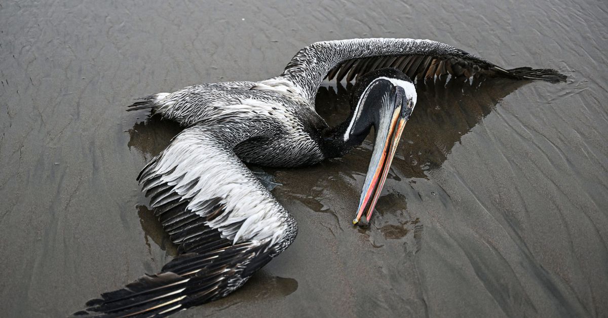 Featured image for Dabbling ducks suspected in spread of deadly bird flu.