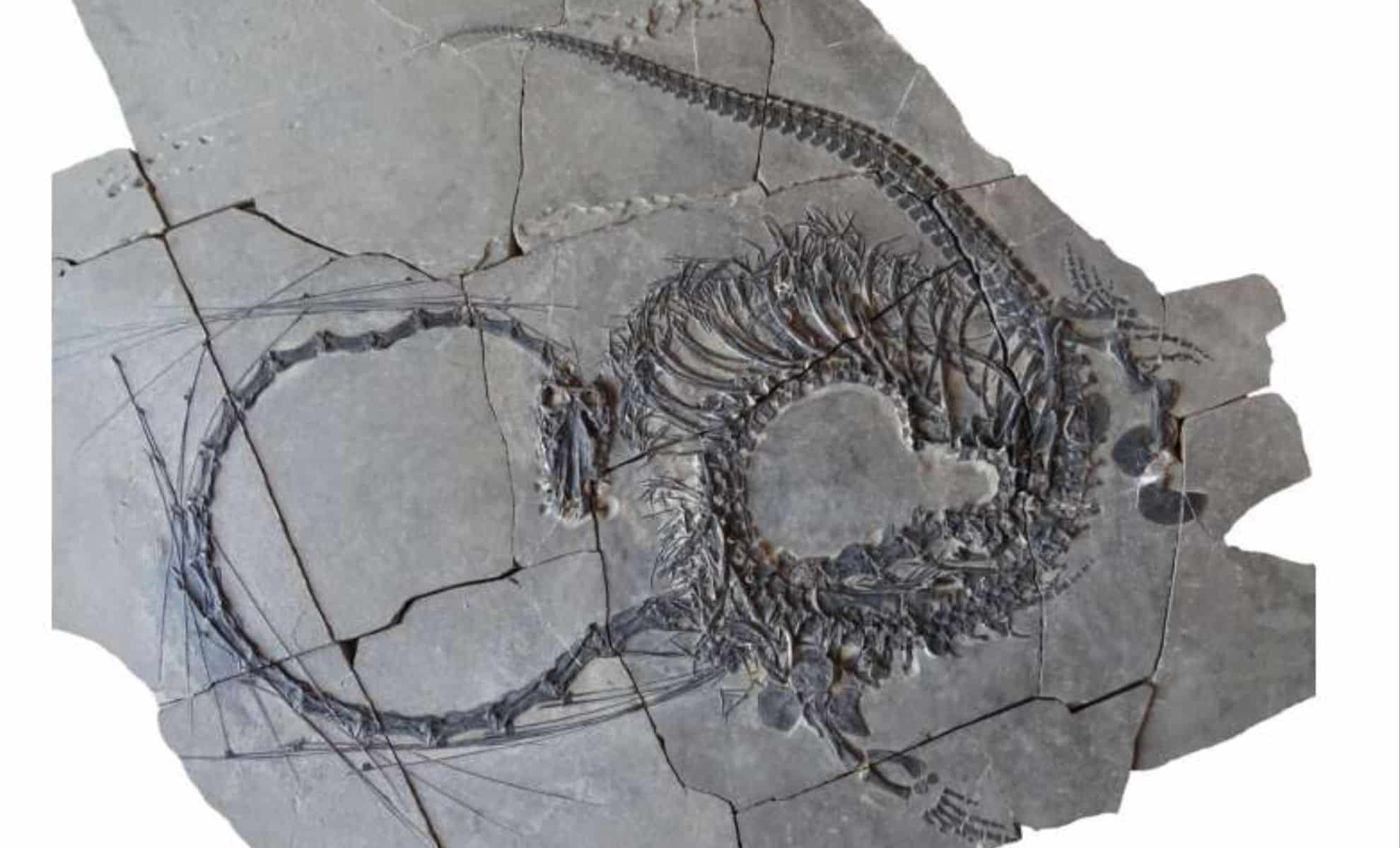 Featured image for Ancient 'Dragon' Fossil Discovered in China Reveals Triassic Era Mysteries