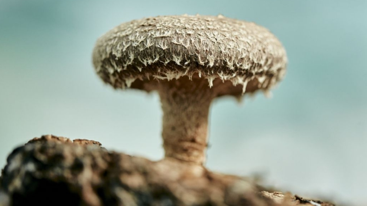 Featured image for Scientists Develop Mushroom-Based Computer Memory as a Sustainable Alternative