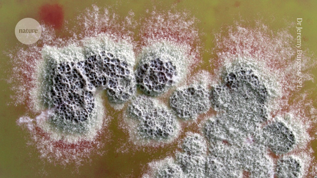 Featured image for New Soil Bacteria Antibiotic Shows Promise Against Superbugs