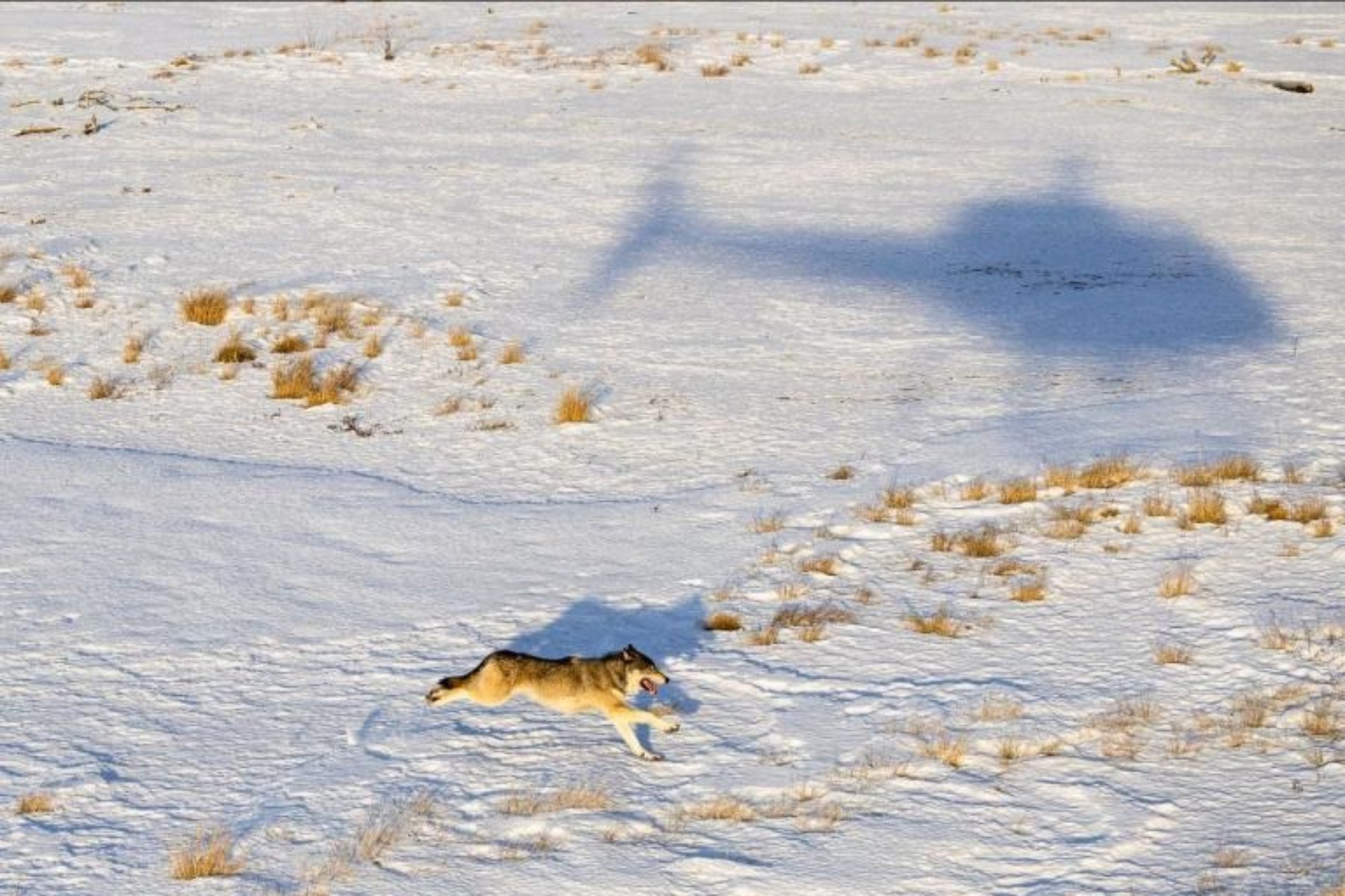 Featured image for USFWS Threatens to Take Over Colorado's Wolf Management