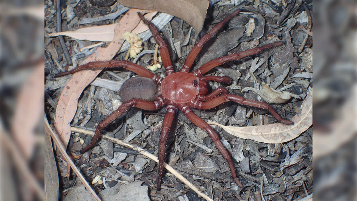 Featured image for Rare Gigantic Trapdoor Spider Unearthed in Australia
