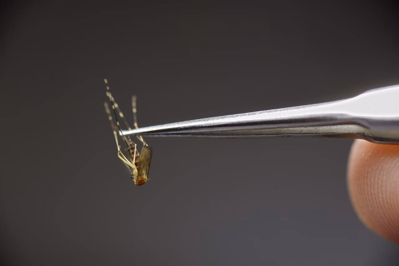 Featured image for Madison County Reports First Human Case of Deadly EEE Virus