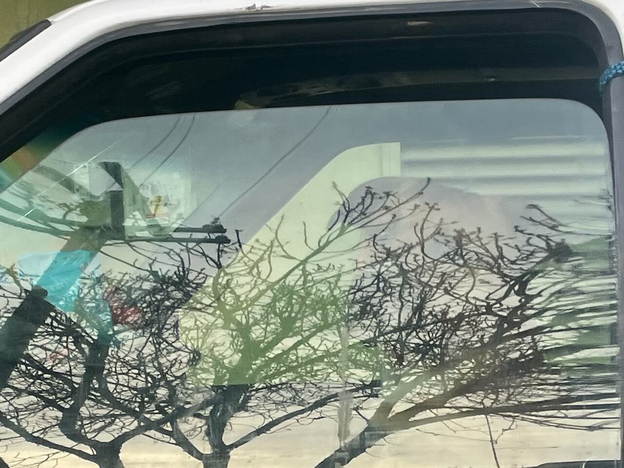 Featured image for Portland's Dangerous Dog Finally Impounded After Multiple Attacks.