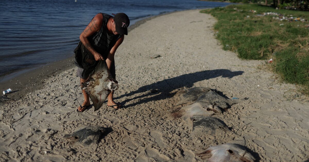 Featured image for Mass Stingray Deaths on Brazilian Beach
