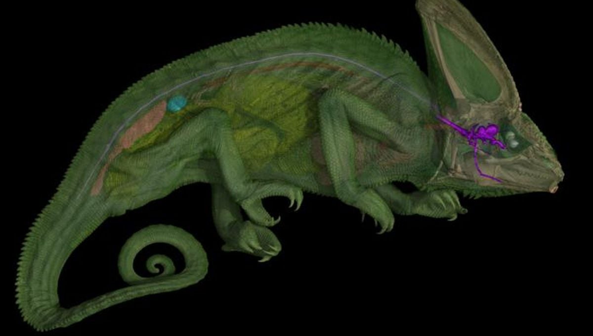 Featured image for Revealing the Unique and Hidden Eye Adaptations of Chameleons