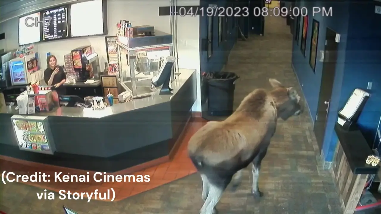 Featured image for Moose indulges in movie theater popcorn in Alaska.