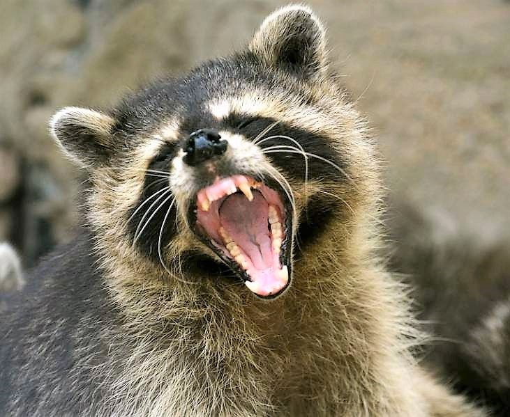 Featured image for Rabies Warnings Spread Across Multiple Counties