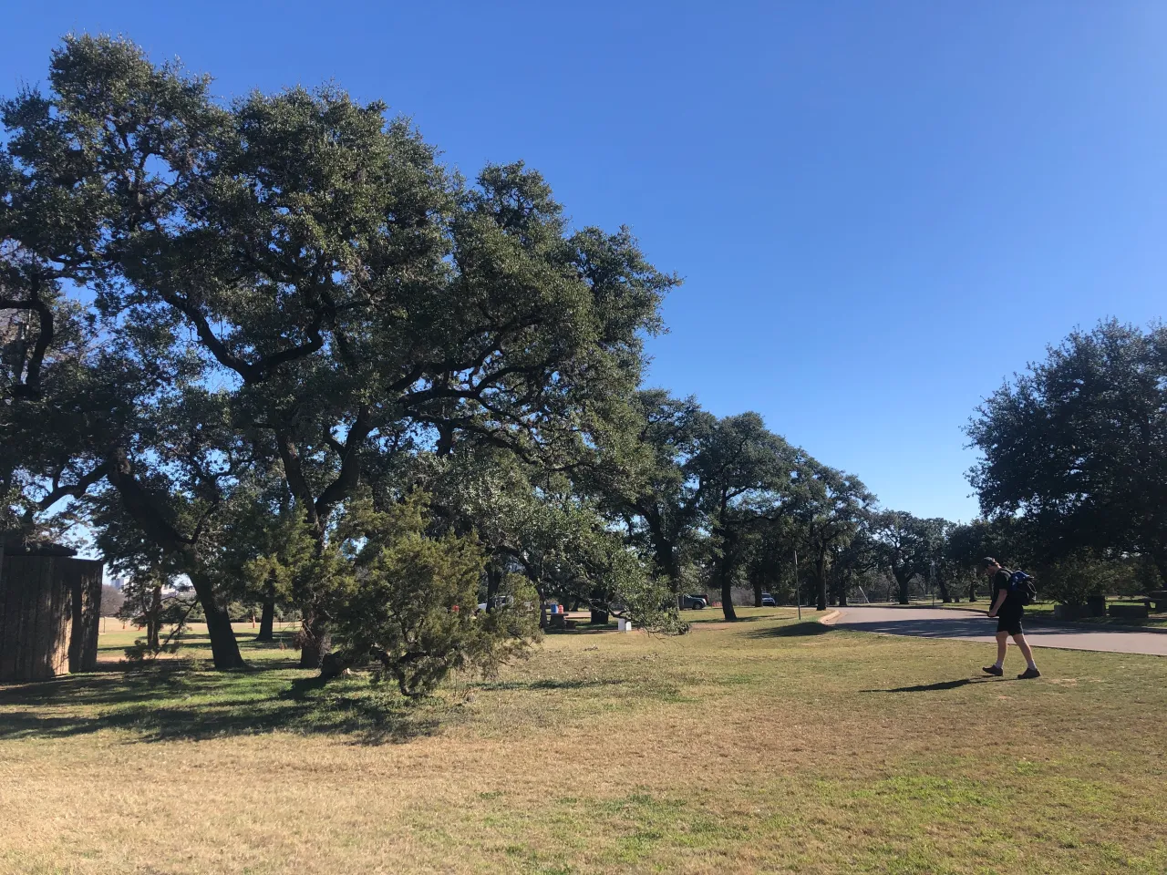 Featured image for Doctor Shares Cedar Fever Remedies and Medications