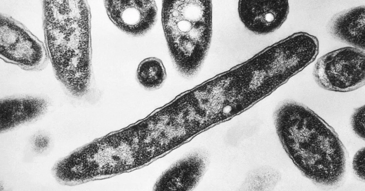 Featured image for NYC Declares End to Harlem Legionnaires' Outbreak After 7 Deaths