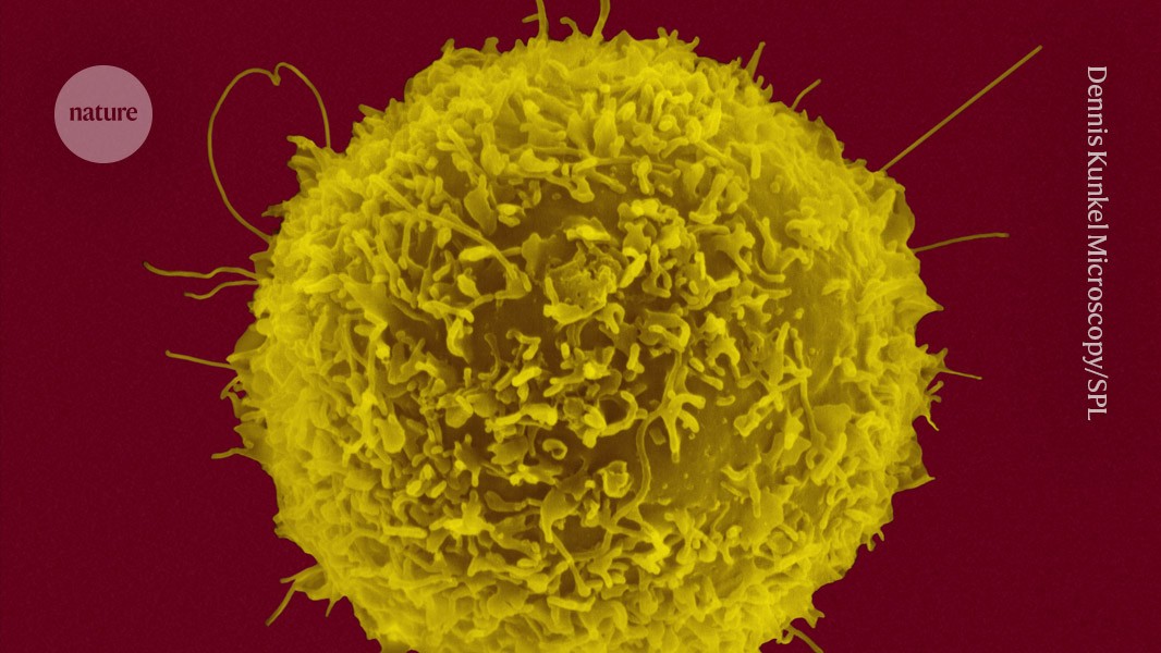Featured image for Chinese Cell Atlas Uncovers Unexpected Immune Diversity