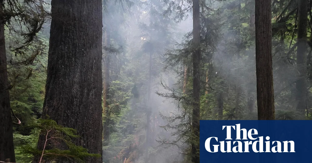 Featured image for Firefighters battle to save Oregon’s tallest tree amid ongoing blaze