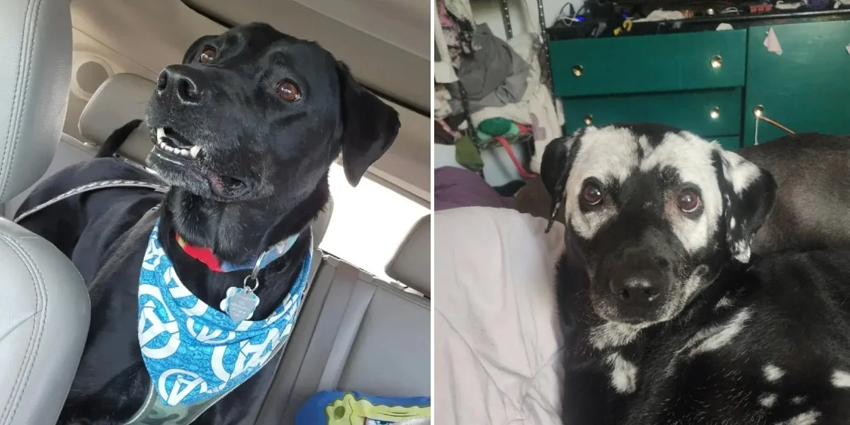 Featured image for Dog's Fur Changes Color Suddenly, Astonishing Family