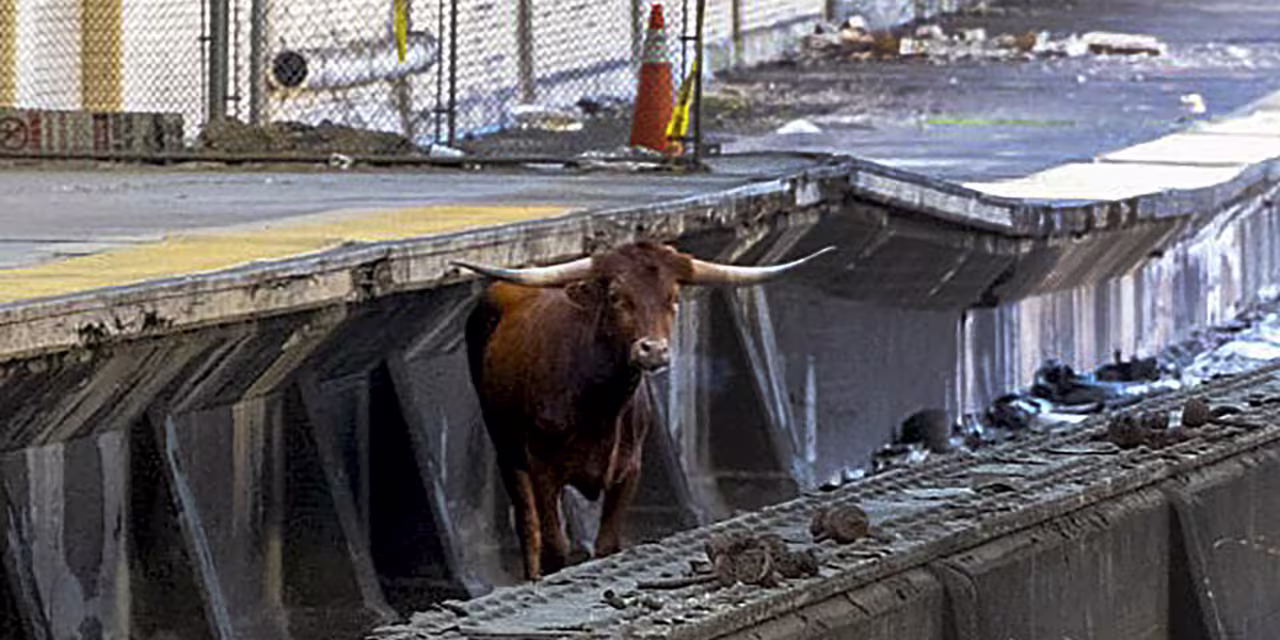 Fed's Easing Sparks Bullish Markets and Wall Street's Everything Rally