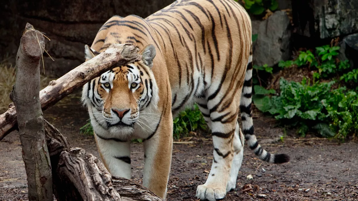 Featured image for Danish Zoo Seeks Small Animal Donations for Predator Feed