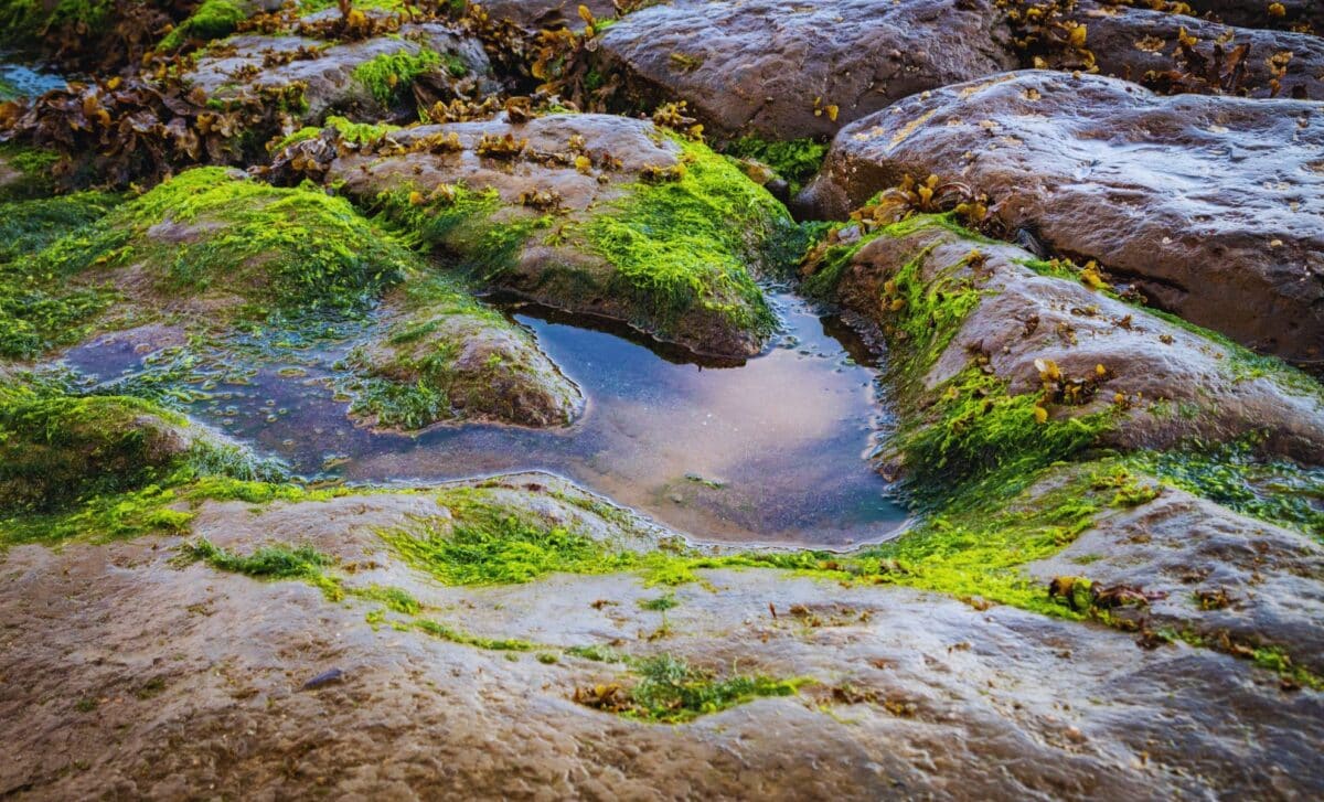 Featured image for Bolivia Uncovers Over 16,000 Dinosaur Footprints, Including Underwater Tracks