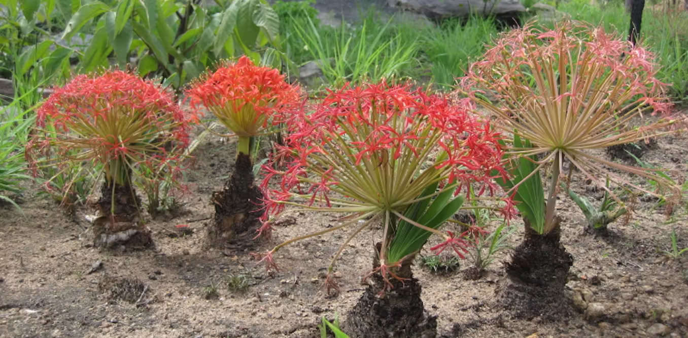 Featured image for Ancient Poisoned Arrows Reveal Early Human Hunting Tactics in Africa