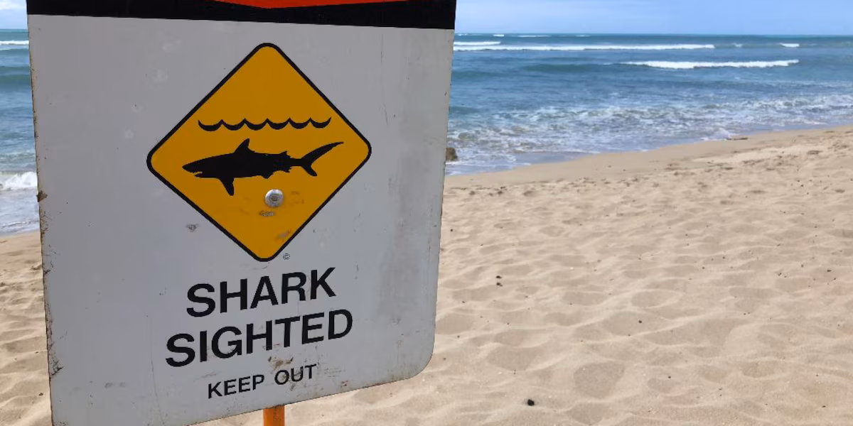 Featured image for Surfer Hospitalized After Shark Bite in Honolulu's Kewalo Basin