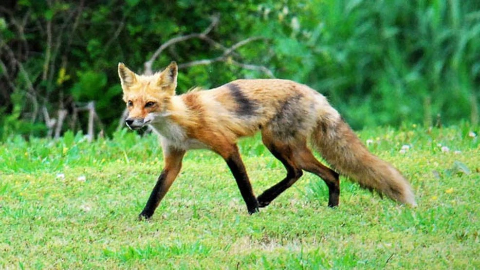 Featured image for Rabid Fox Attacks Woman on Porch in Bedford County