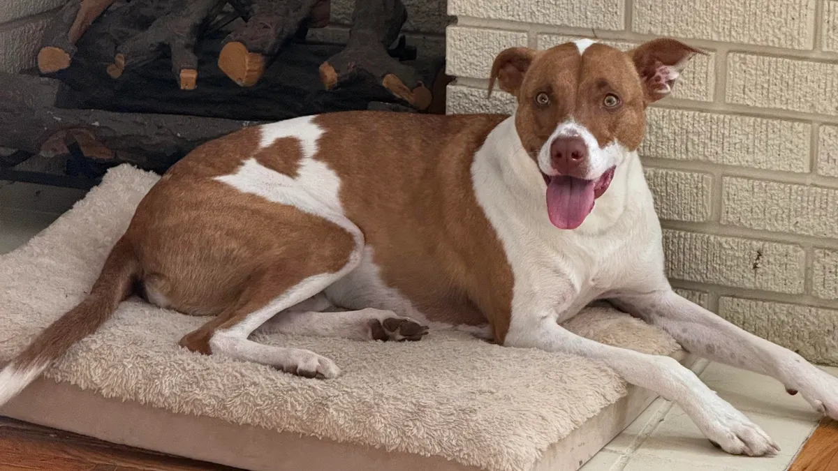 Featured image for Transform Pet Photos into Custom iPhone Emojis Quickly