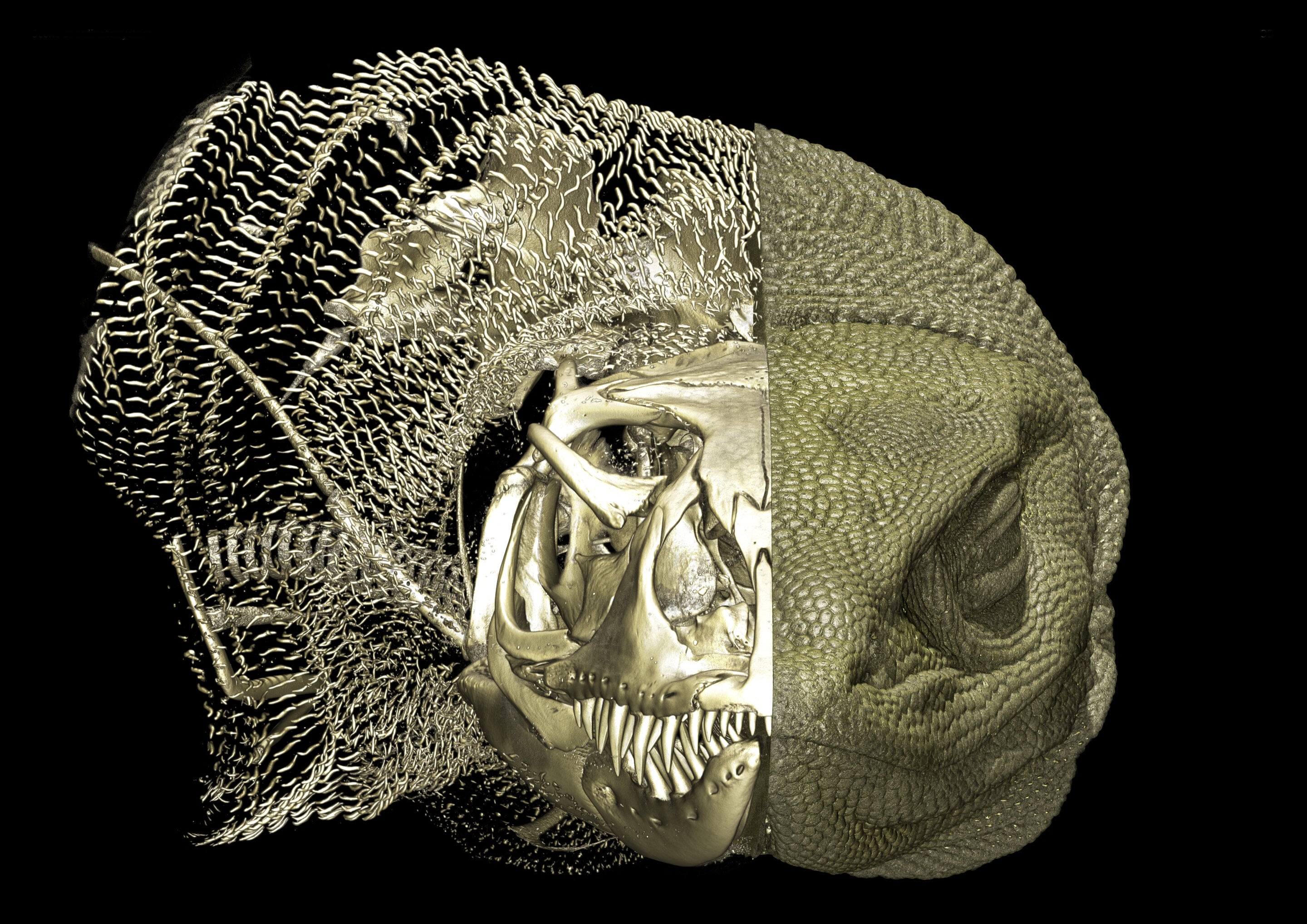 Featured image for Scientists reveal widespread hidden bone structures in lizard skin