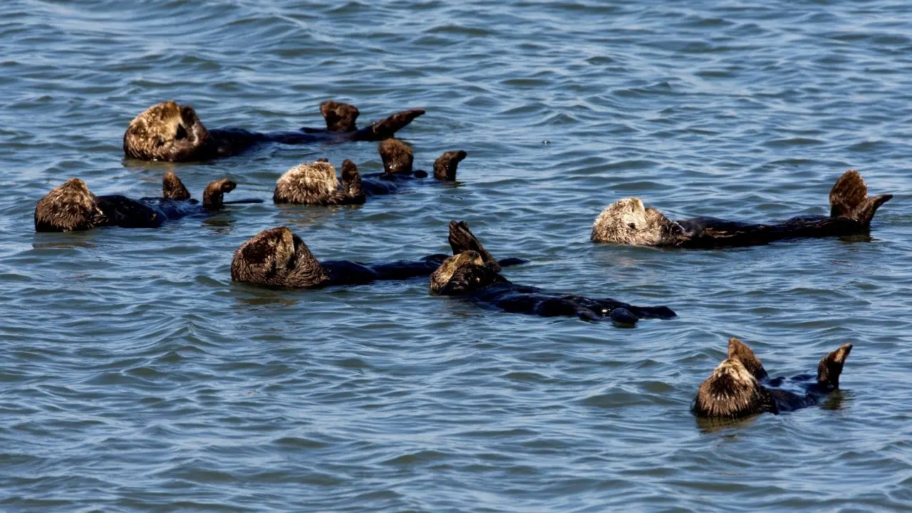 Featured image for Rare parasite kills California sea otters and poses potential threat to humans