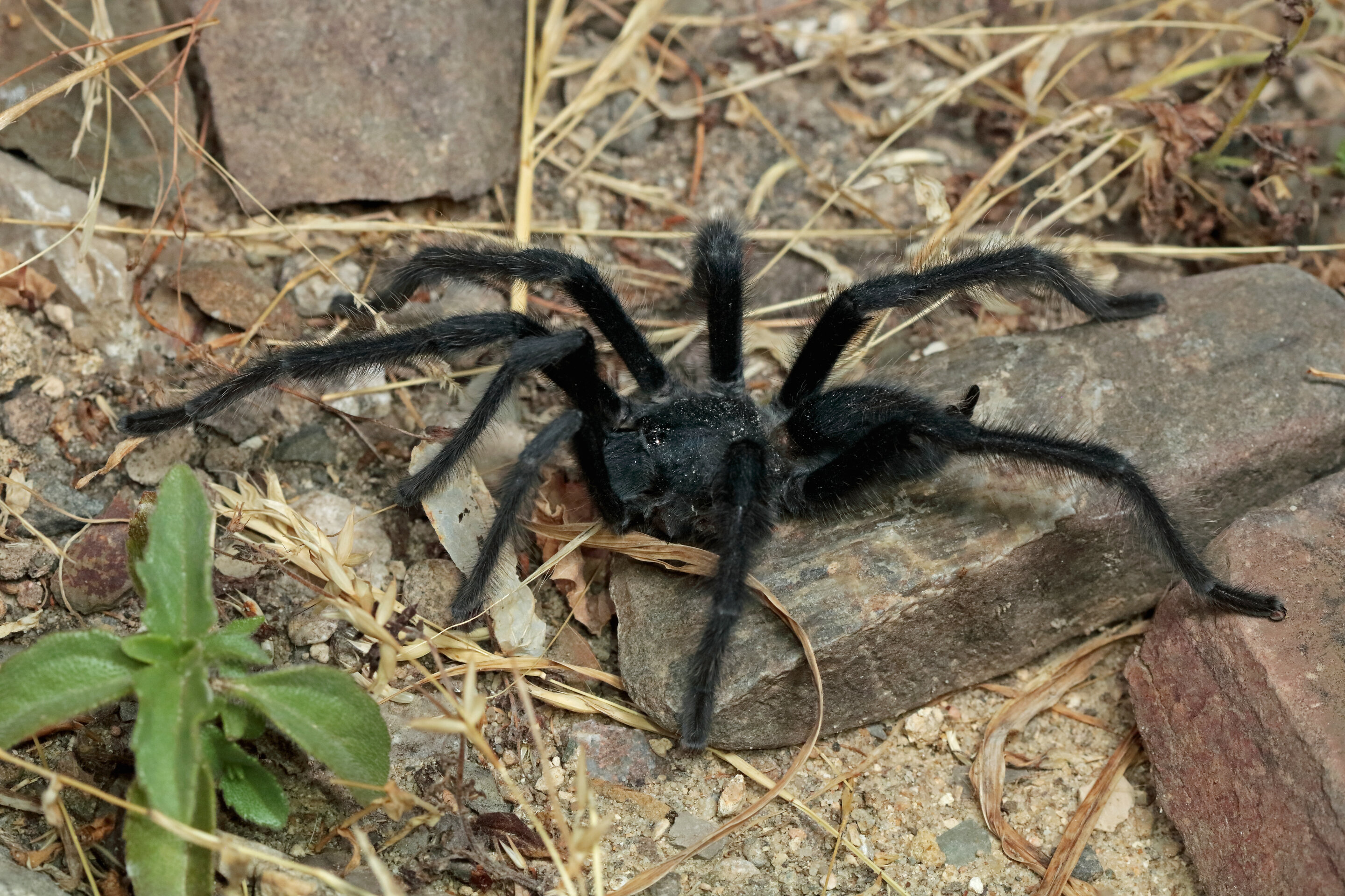 Featured image for New Tarantula Species with Record-Breaking Genitalia Discovered