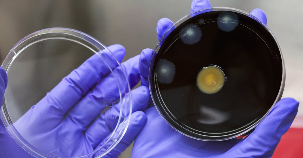 Featured image for NYC Investigates Legionnaires' Outbreaks in Bronx and Harlem