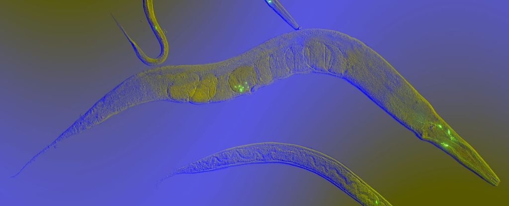 Featured image for "Emotional Complexity Found in Simple Worms"