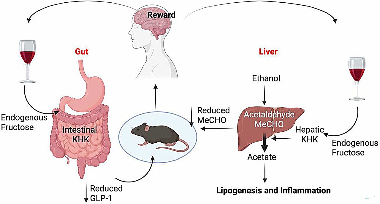 Featured image for Single enzyme linked to alcohol addiction and liver disease