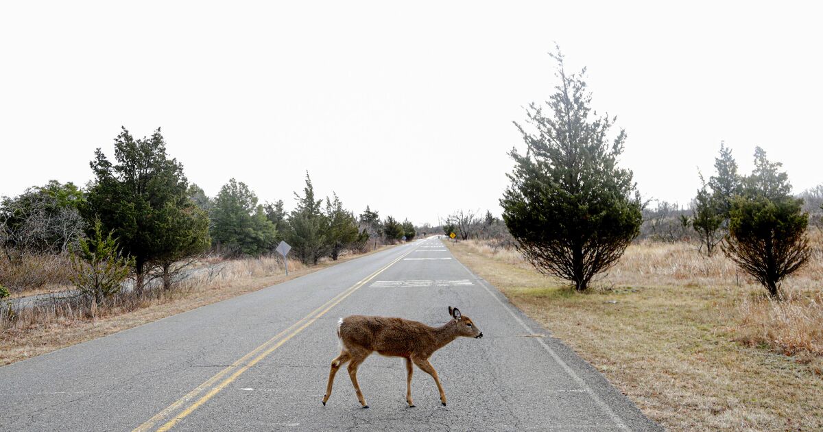 Featured image for Animal Hosts Increase Risk of Coronavirus Transmission to Humans