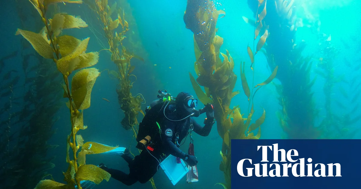 Featured image for Marine protected areas bolster California kelp resilience amid rising temperatures