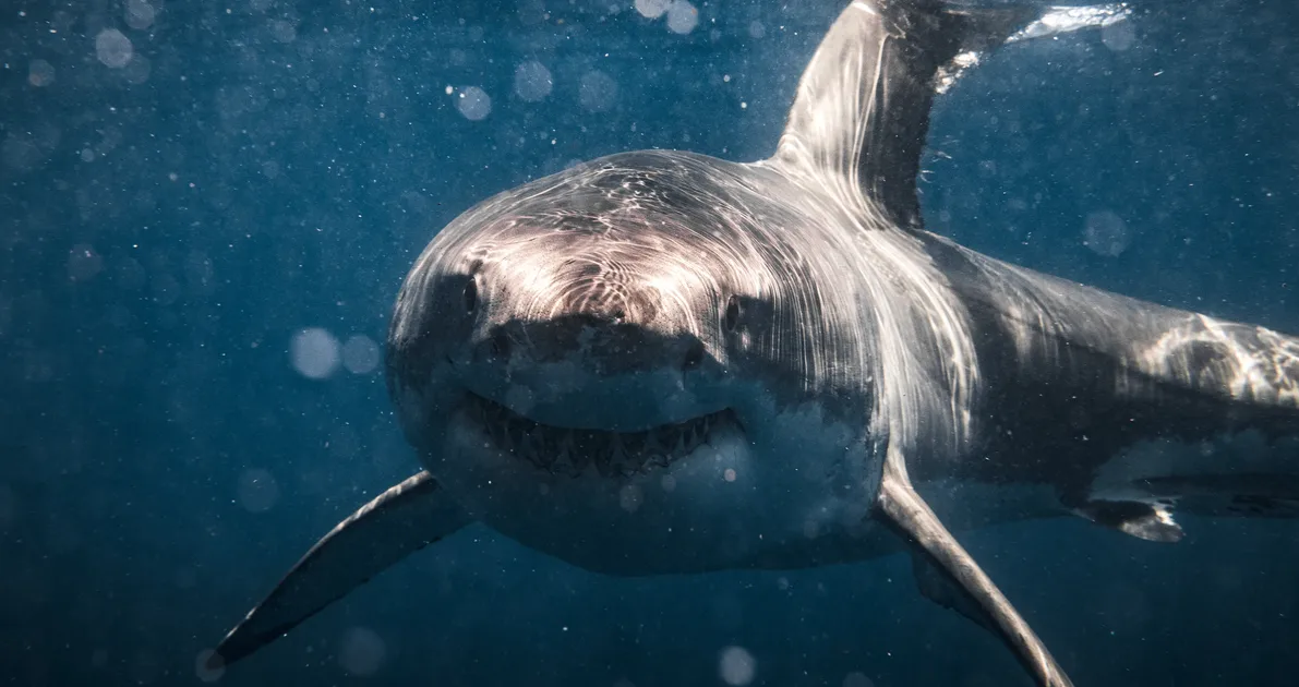 Featured image for Unlikely Friendship: Great White Sharks Forge Unbreakable Bond