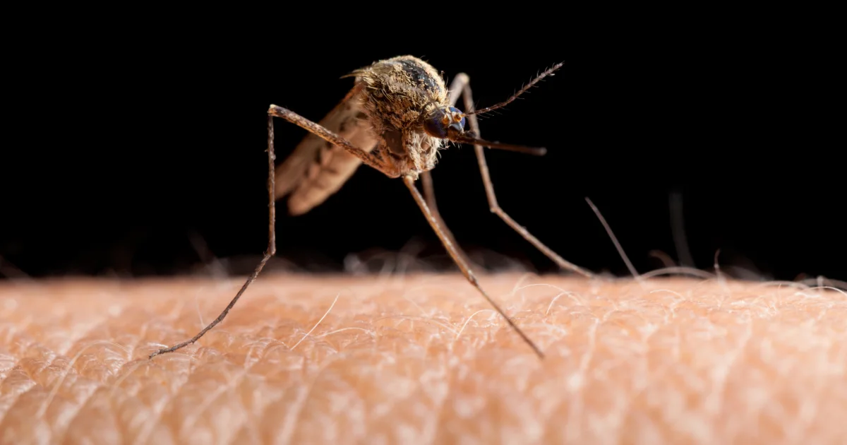Featured image for CDC Warns: Insecticide Resistance Threatens West Nile Virus Control