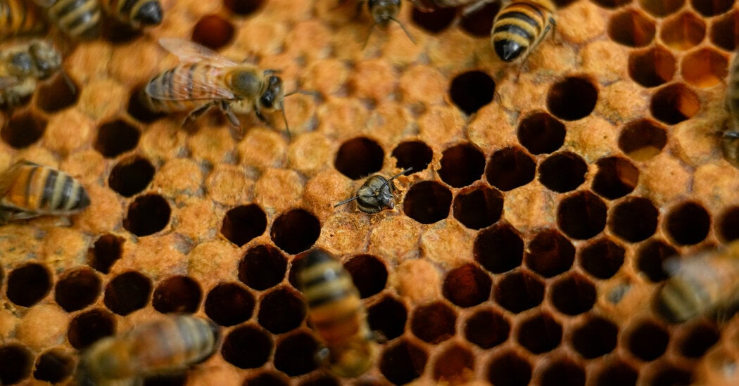 Featured image for Bees' Honeycomb Engineering on Rough Sites