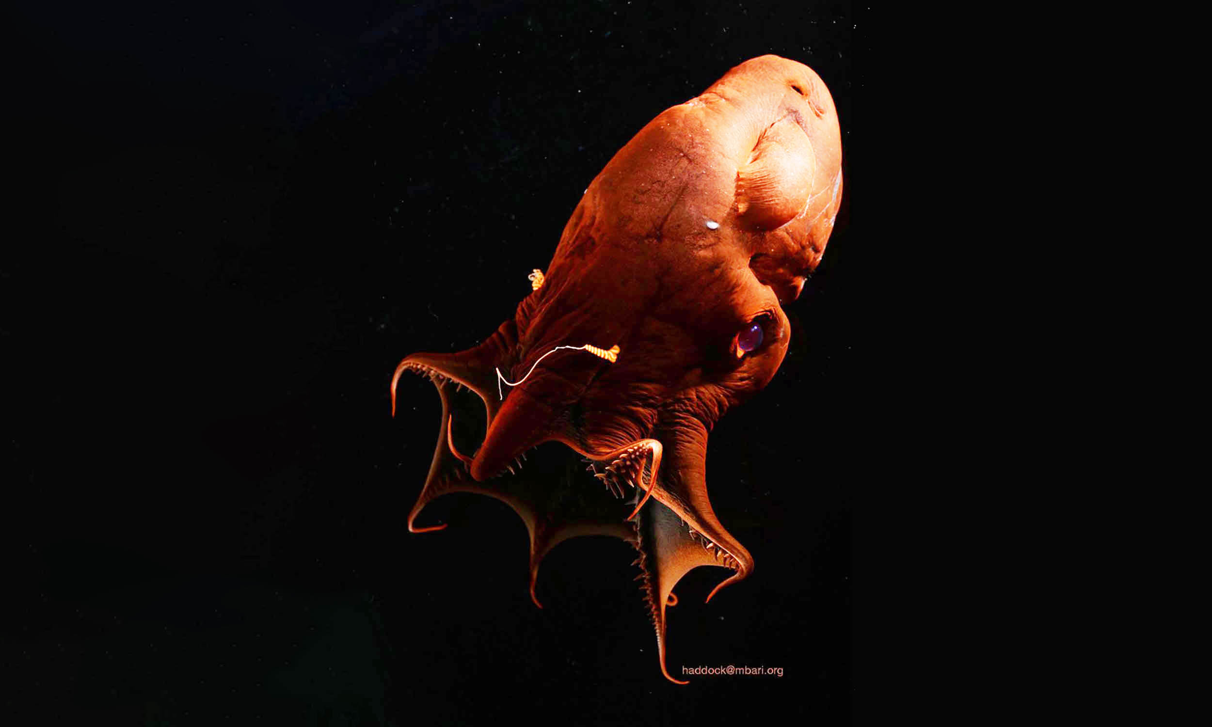 Featured image for Vampire Squid Genome Sequencing Unveils Ancient Cephalopod Links
