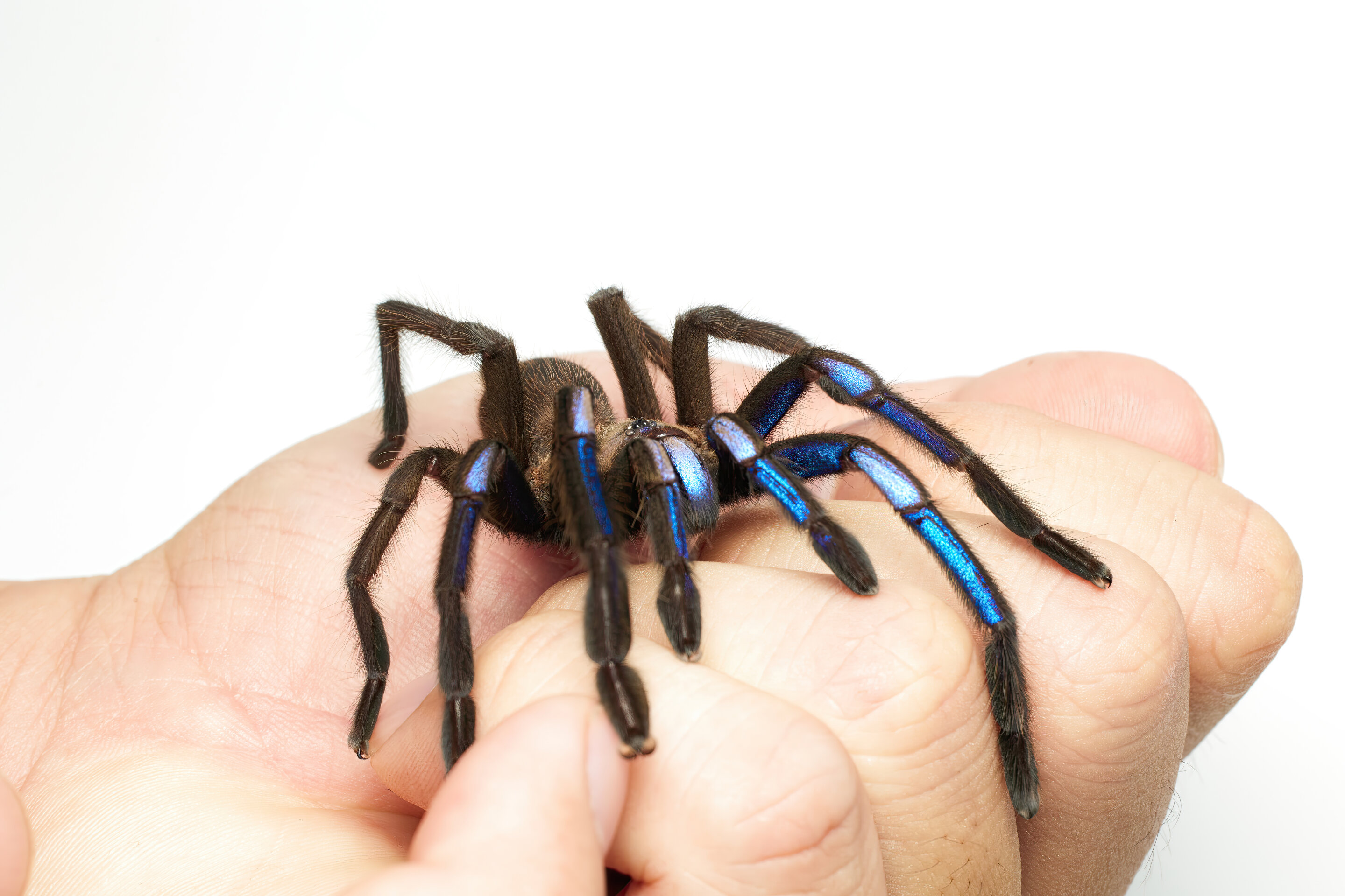 Featured image for "Electric Blue Tarantula: A Stunning New Species Found in Thailand's Forest"