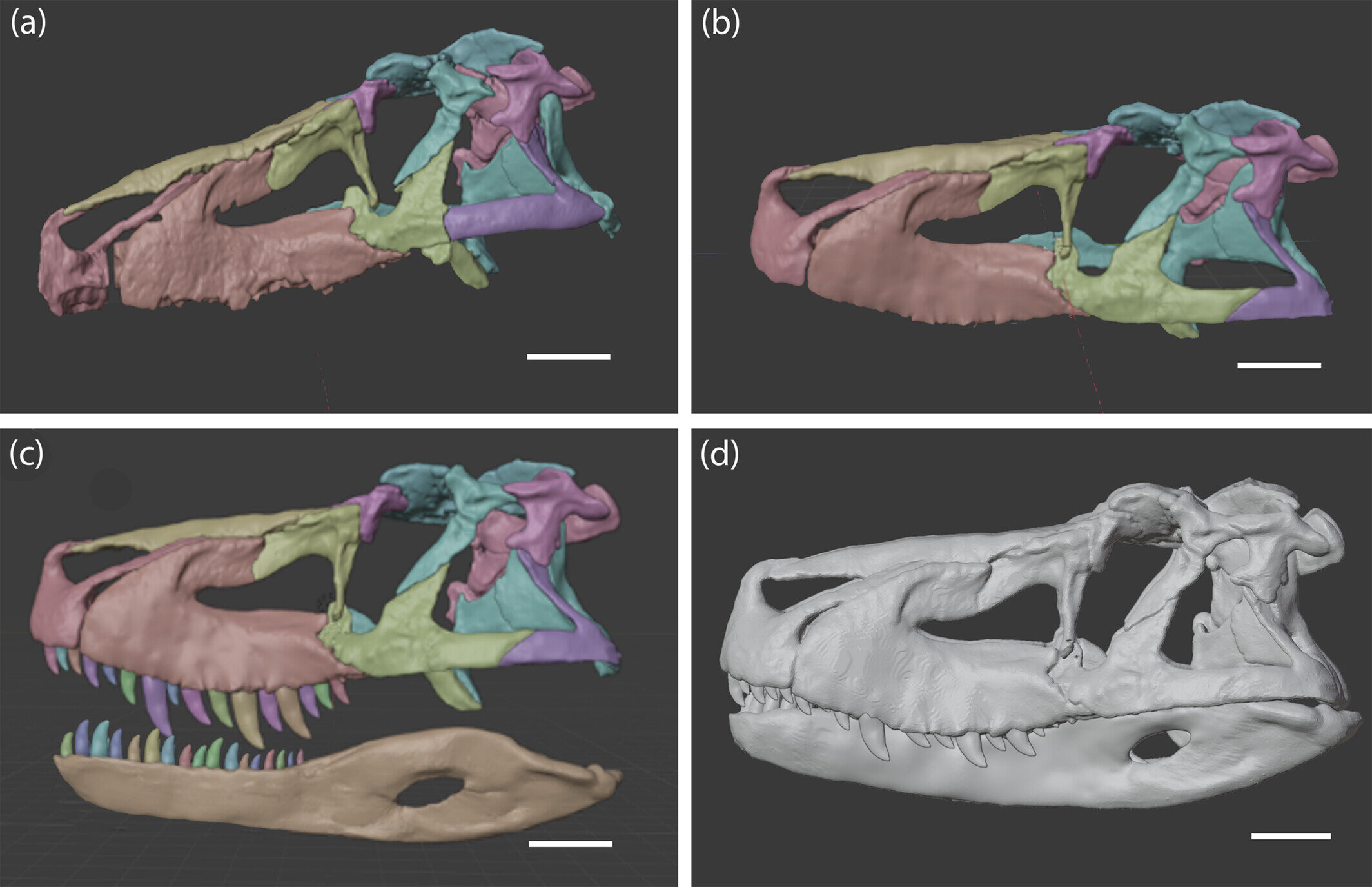 Featured image for Ancient reptile had weaker bite than modern crocodiles, study reveals