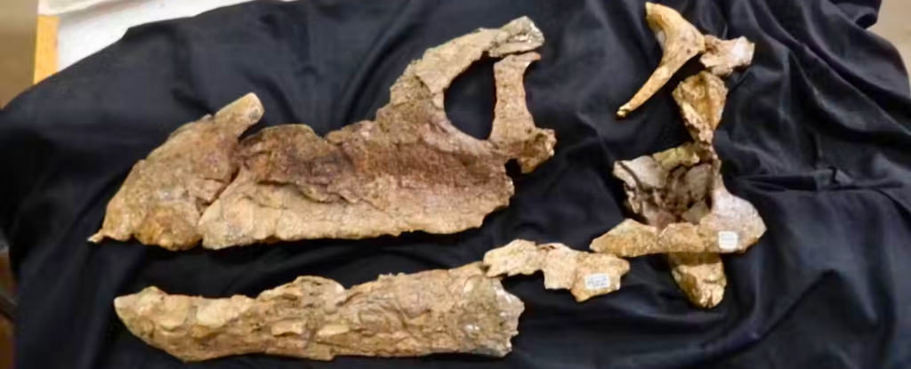 Featured image for Global Dinosaur Skull Discoveries Reveal Ancient Continent Connections.