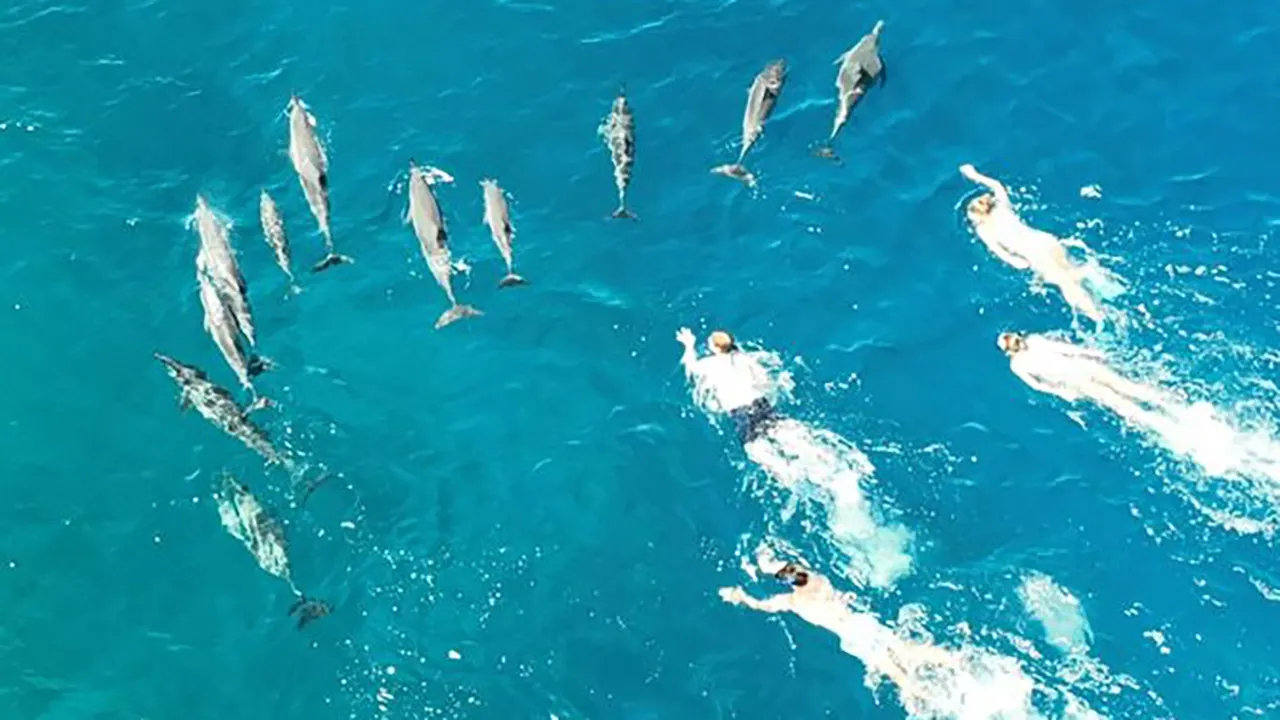 Featured image for 33 Swimmers Investigated for Harassing Dolphins in Hawaii