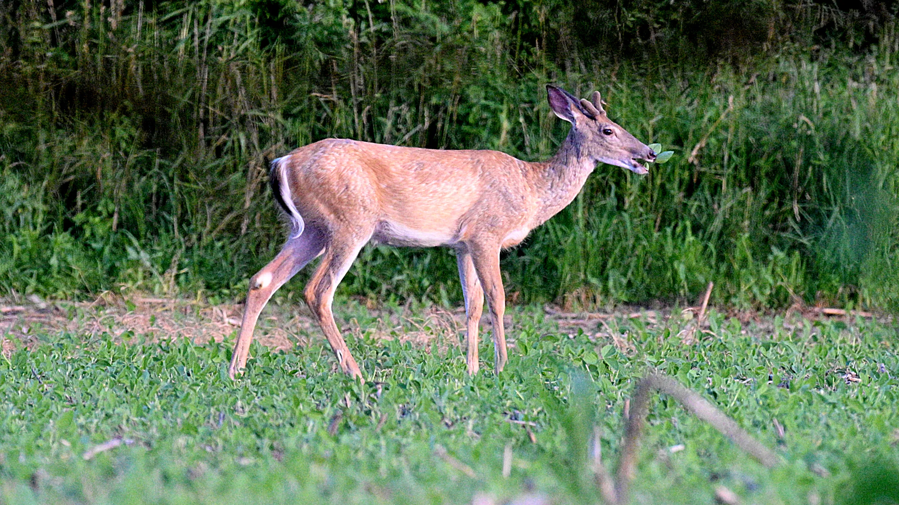 Featured image for Michigan Reports First Cases of Deer Hemorrhagic Disease in Four Counties