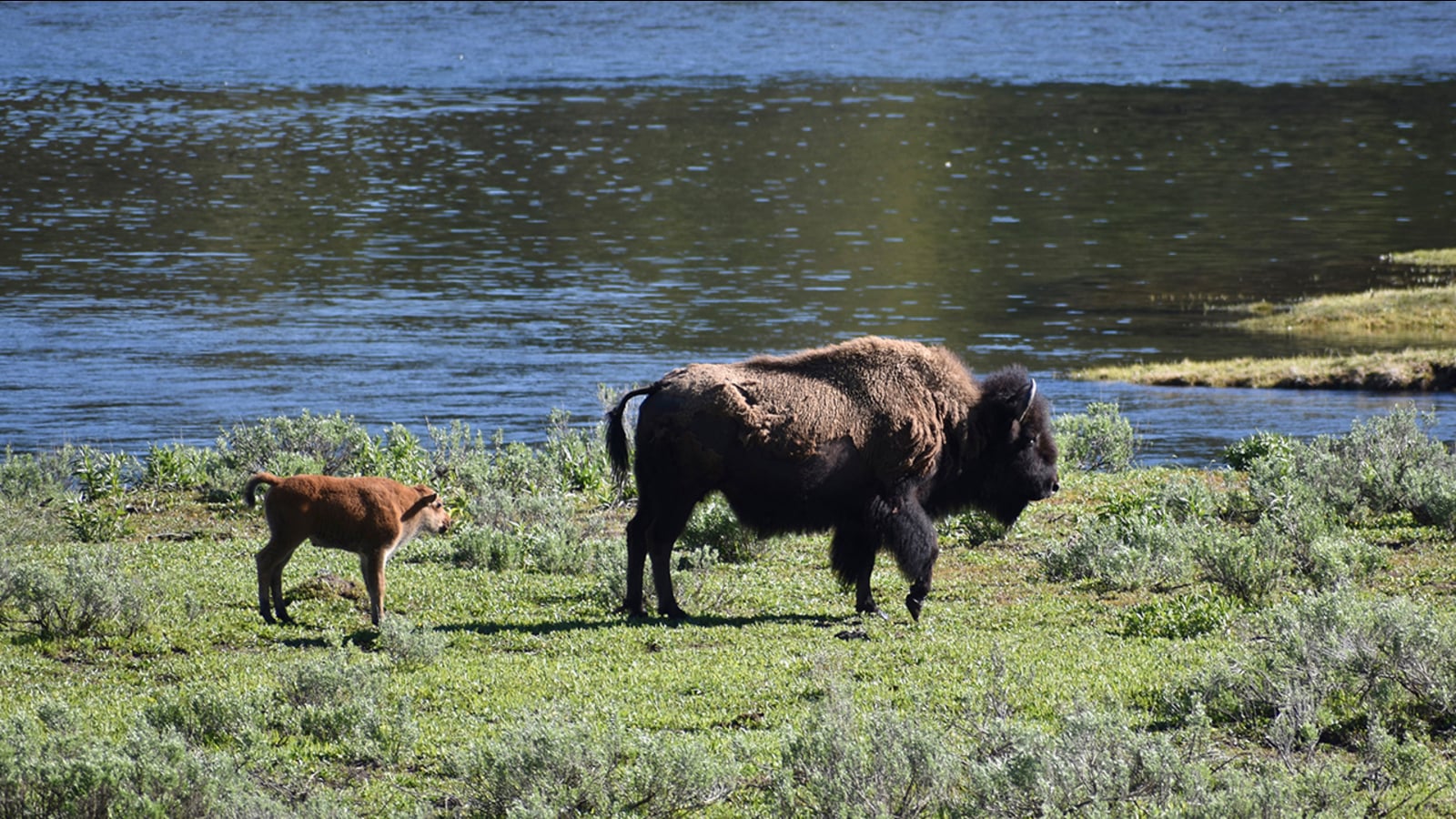 Featured image for "Terrifying Bison Attack Leaves Arizona Woman Gored at Yellowstone National Park"